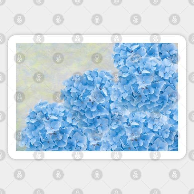 Blue Hydrangea Flowers Magnet by lauradyoung